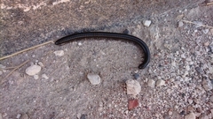 Archispirostreptus syriacus