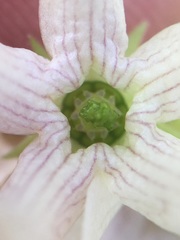 Polystemma cordifolium