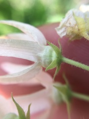 Polystemma cordifolium