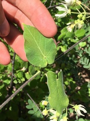 Polystemma cordifolium