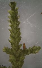 Neckera laevigata