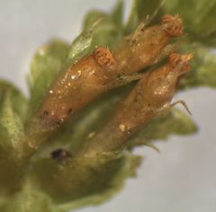 Neckera laevigata