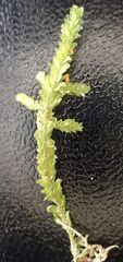 Neckera laevigata