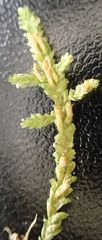 Neckera laevigata