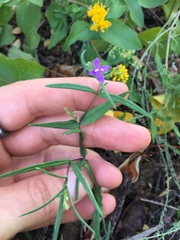 Carlowrightia pectinata