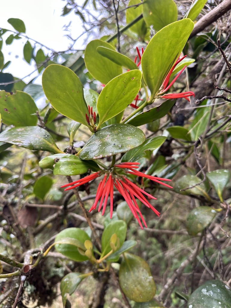 Aetanthus ovalis