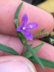 Carlowrightia pectinata