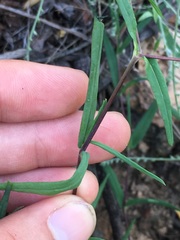 Carlowrightia pectinata
