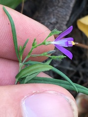 Carlowrightia pectinata