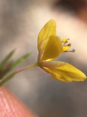 Cleome guianensis