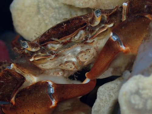 Brush-clawed Shore Crab, photo 3 of 10