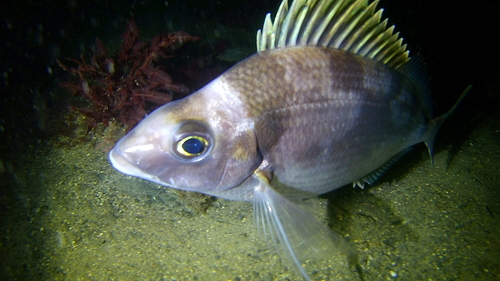 Deep sea perch (Nemadactylus macropterus) — Cheilodactylidae — 5