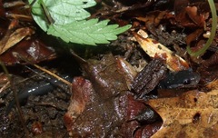 Plethodon teyahalee