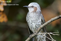 Brown-Eared Bulbul photo 1