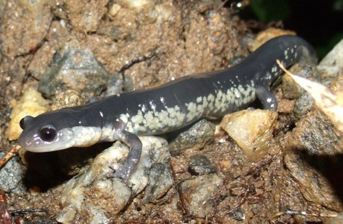 Chattahoochee Slimy Salamander