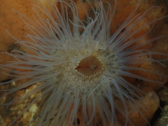 Sagartiogeton undatus