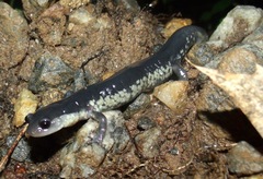 Plethodon chattahoochee