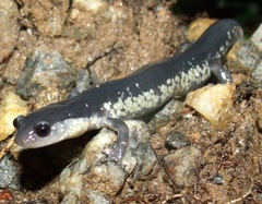 Plethodon chattahoochee