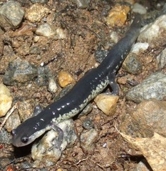 Plethodon chattahoochee