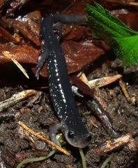 Plethodon teyahalee
