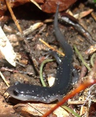 Plethodon teyahalee