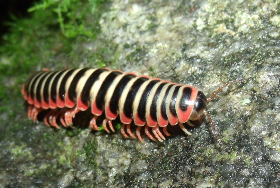 Nantahala Cherry Millipede
