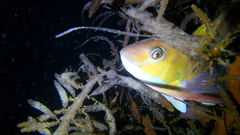 Notolabrus celidotus