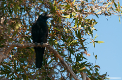 Corvus moneduloides