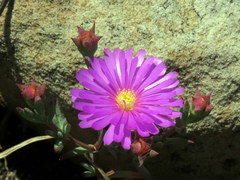 Lampranthus emarginatus