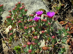 Lampranthus emarginatus