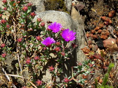 Lampranthus emarginatus