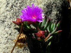 Lampranthus emarginatus