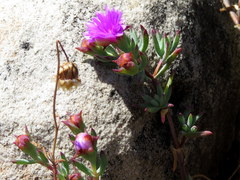 Lampranthus emarginatus