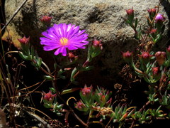 Lampranthus emarginatus