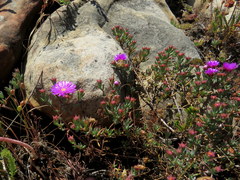 Lampranthus emarginatus