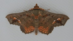 Lopharthrum comprimens