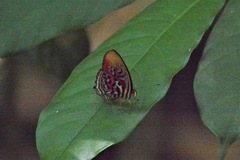 Paralaxita telesia lyclene