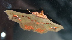 Lopharthrum comprimens