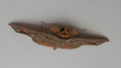 Lopharthrum comprimens