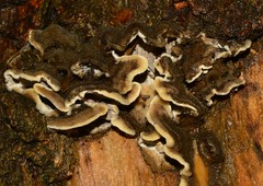 Fungi