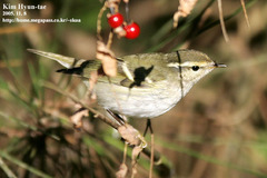 Phylloscopus inornatus