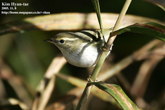 Phylloscopus inornatus