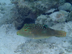 Canthigaster solandri