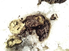 Canis lupus italicus