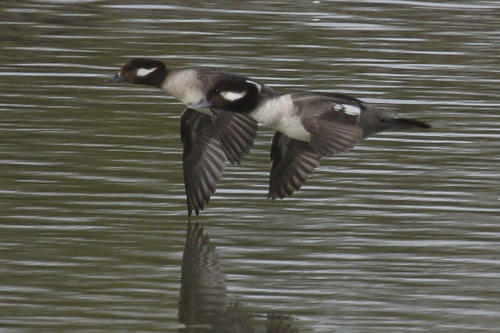 Bufflehead, photo 7 of 10