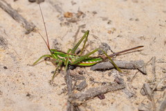 Hemisaga lanceolata