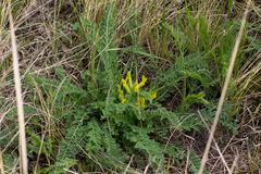 Astragalus buchtormensis