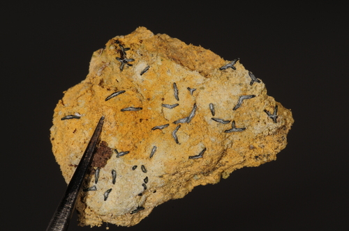 Representative image of Opegrapha variiformis