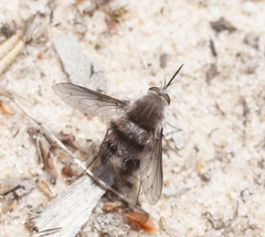 Meomyia
