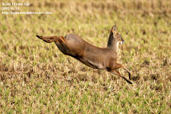 Chinese Water Deer photo 3